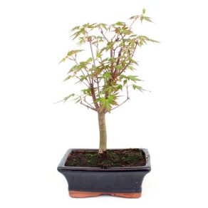 Bonsai 7 años Acer palmatum