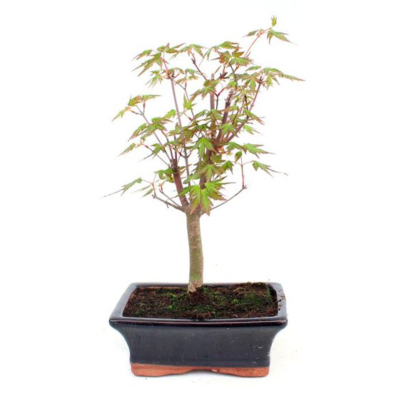 Bonsai 7 años Acer palmatum