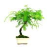 Bonsai 7 años Metasequoia sp.