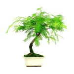 Bonsai 7 años Metasequoia sp.