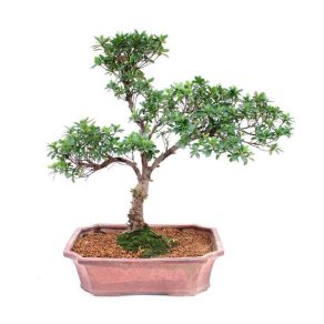 Bonsai 7 años Syzigium buxifolium