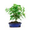 Bonsai 8 años Acer palmatum