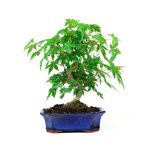 Bonsai 8 años Acer palmatum
