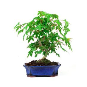 Bonsai 8 años Acer palmatum