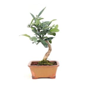 Bonsai 8 años Citrus kinzu ZP-E