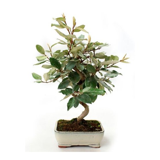 Bonsai 8 años Eleagnus sp. Bonsai 8 años Eleagnus sp.