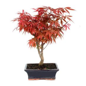 Bonsai 9 años Acer palmatum atropurpureum