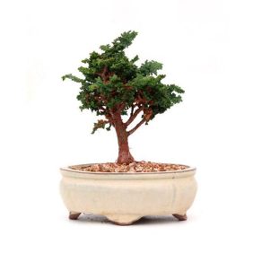 Bonsai 9 años Chamaecyparis obtusa