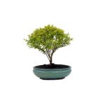 Bonsai 9 años Ligustrum sp.