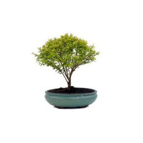 Bonsai 9 años Ligustrum sp.