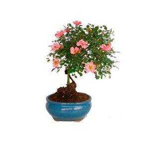Bonsai 9 años Rosa sp.