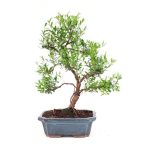 Bonsai 9 años Syzigium buxifolium