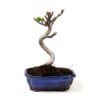 Bonsái 10 años Ficus carica