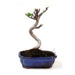 Bonsái 10 años Ficus carica