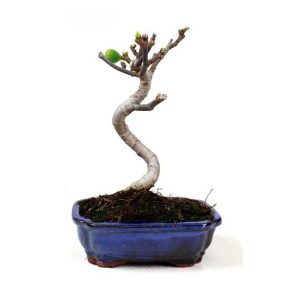 Bonsái 10 años Ficus carica