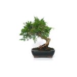 Bonsái 10 años Juniperus chinensis