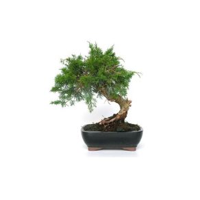 Bonsái 10 años Juniperus chinensis