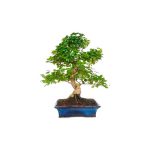 Bonsái 10 años Ligustrum sp. Chino