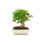 Bonsái 10 años Morus sp.