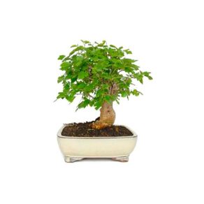 Bonsái 10 años Morus sp.