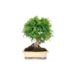 Bonsái 10 años Pyracantha sp. ZP-E