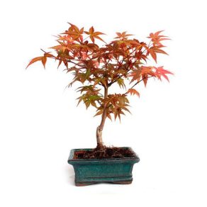 Bonsái 6 años Acer palmatum deshojo