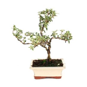 Bonsái 6 años Serissa phoetida variegata