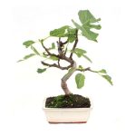 Bonsái 7 años Ficus carica