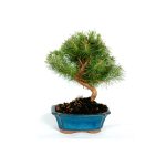 Bonsái 7 años Pinus halepensis