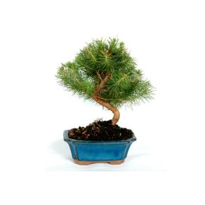 Bonsái 7 años Pinus halepensis