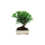 Bonsái 7 años Pistacia lentiscus