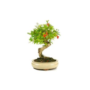 Bonsái 7 años Punica granatum