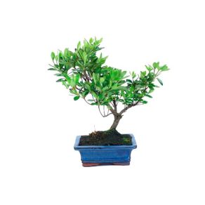 Bonsái 7 años Rhododendron indicum