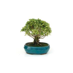 Bonsái 7 años Serissa phoetida variegata