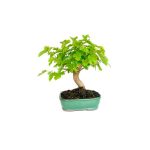 Bonsái 8 años Morus sp.