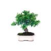 Bonsái 8 años Pyracantha sp. ZP-E