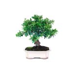 Bonsái 8 años Pyracantha sp. ZP-E