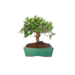 Bonsái 8 años Quercus suber