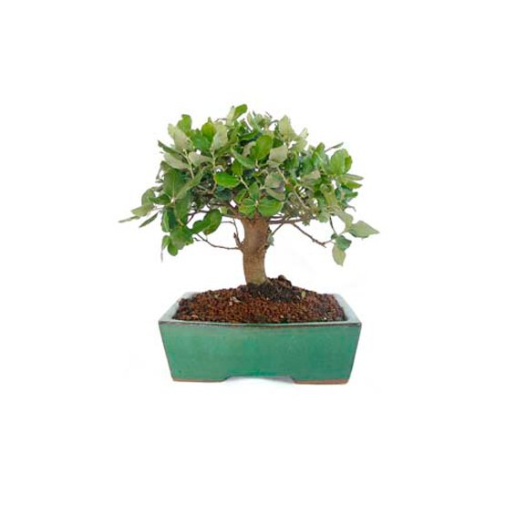 Bonsái 8 años Quercus suber