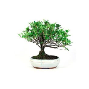 Bonsái 8 años Rhododendron indicum