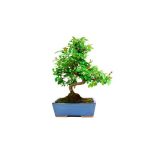 Bonsái 8 años Sageretia theezans