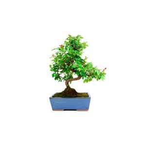 Bonsái 8 años Sageretia theezans