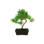 Bonsái 8 años Serissa phoetida