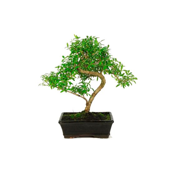 Bonsái 8 años Serissa phoetida