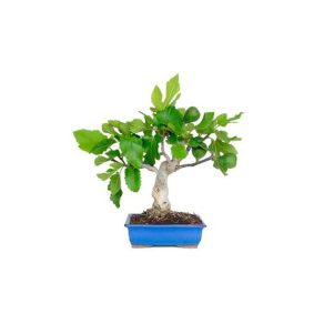 Bonsái 9 años Ficus carica
