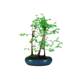 Bonsái 9 años Metasequoia sp.