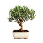 Bonsái 9 años Olea europaea