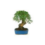 Bonsái 9 años Pistacia lentiscus