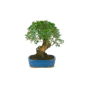 Bonsái 9 años Pistacia lentiscus