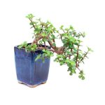 Bonsái 9 años Portulacaria afra